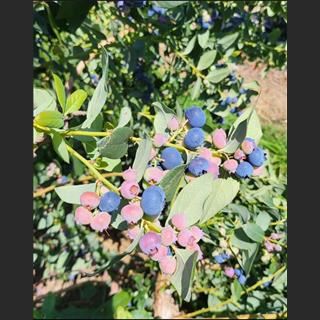 Blueberry picker needed in Coffs Habour, NSW
